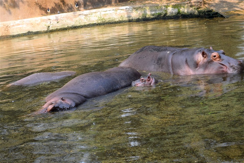 Hippopotamus amphibius