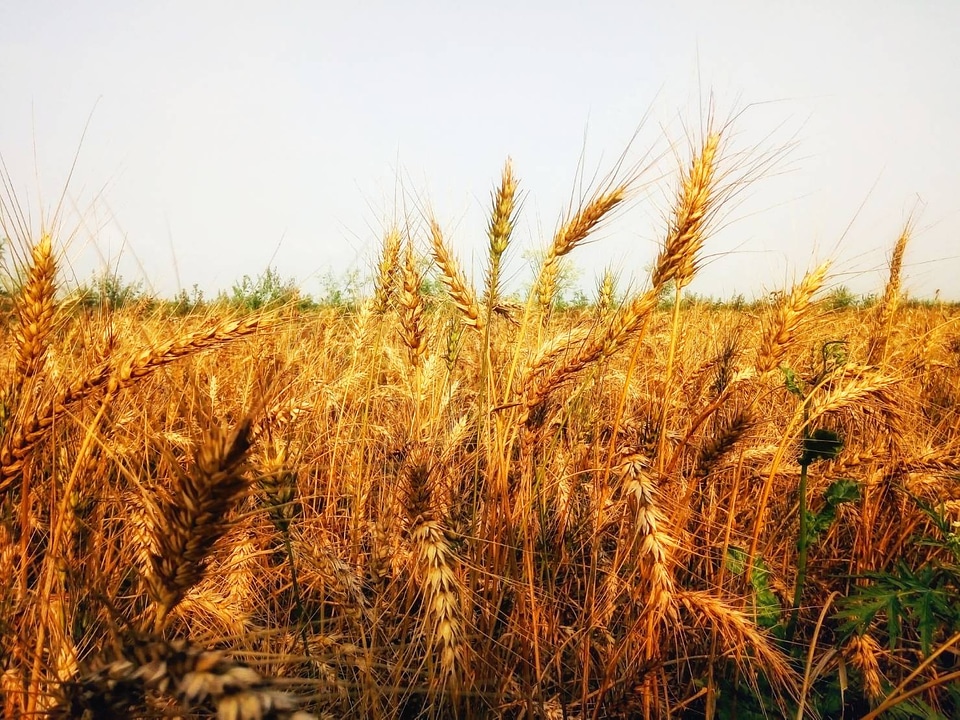 wheat