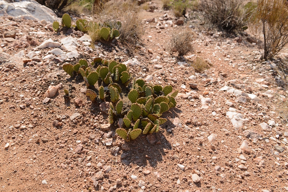 South Kaibab Trail in Grand Canyon