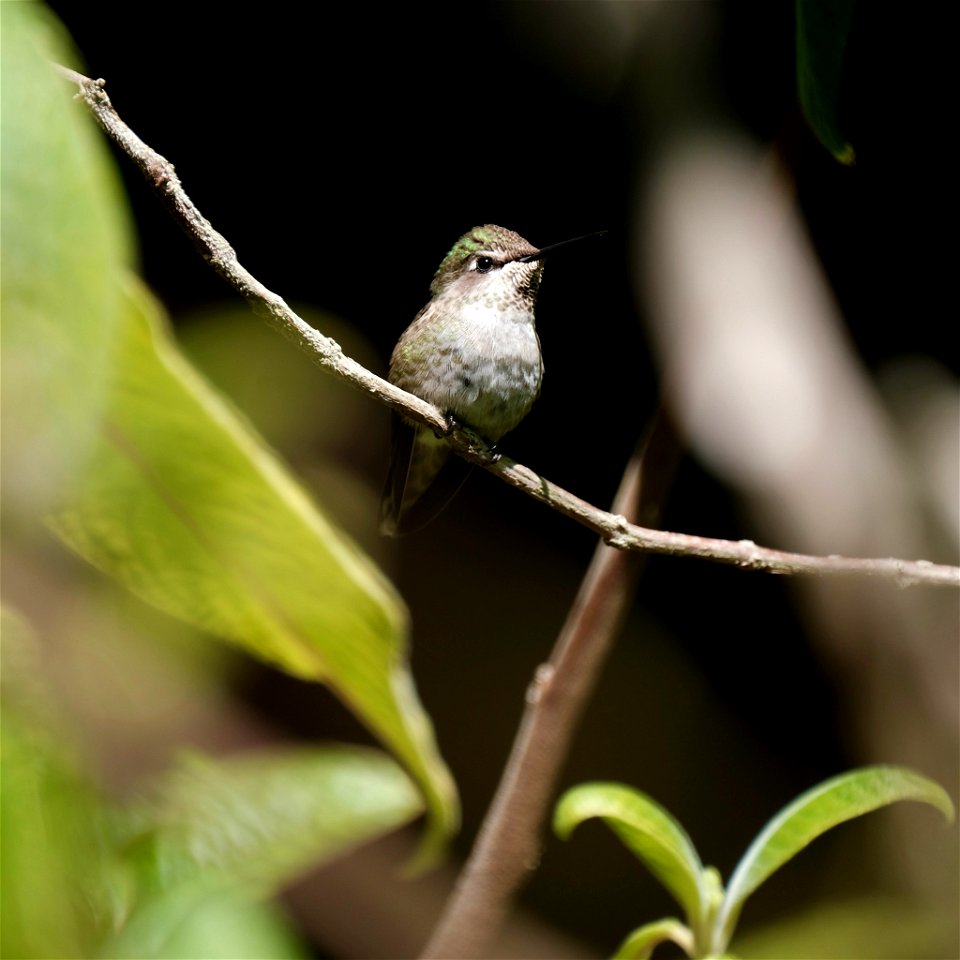 Anna's Hummingbird