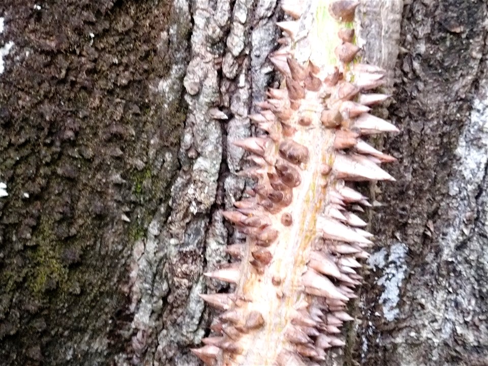 Écorce de Ceiba pentandra, fromager, kapokier ou Arbre aux amoureux photo