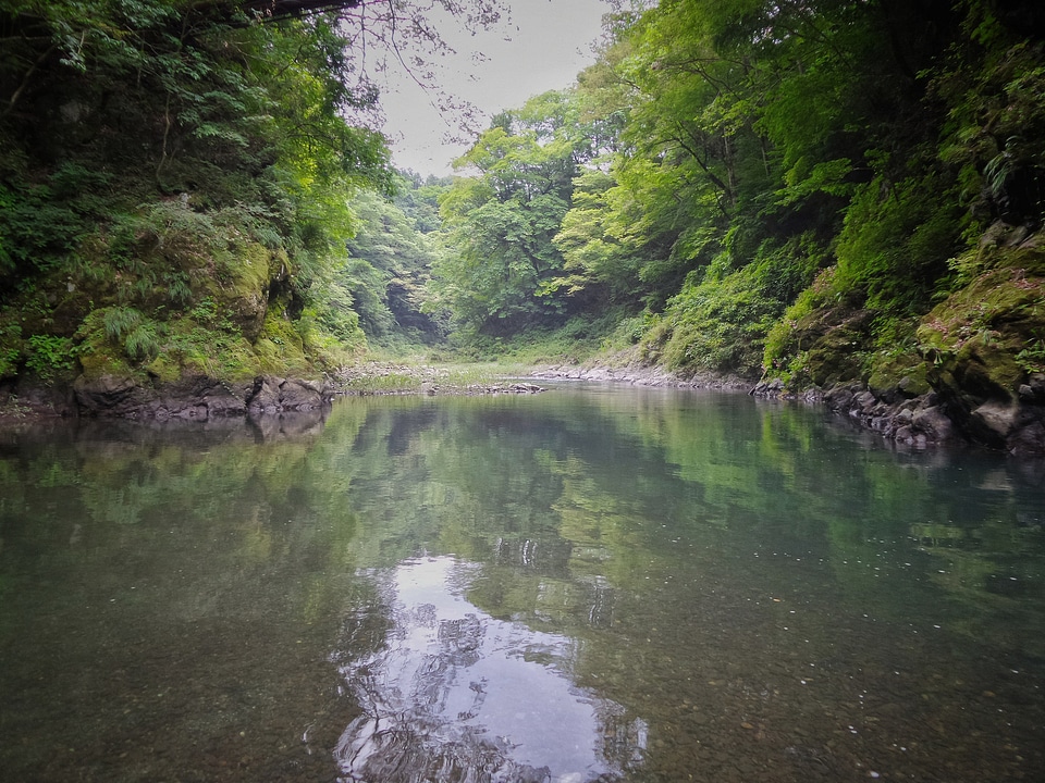 Landscape photography of trees in the forest of Japan