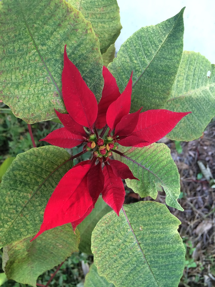 Poinsettia