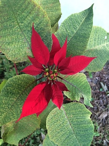 Poinsettia photo