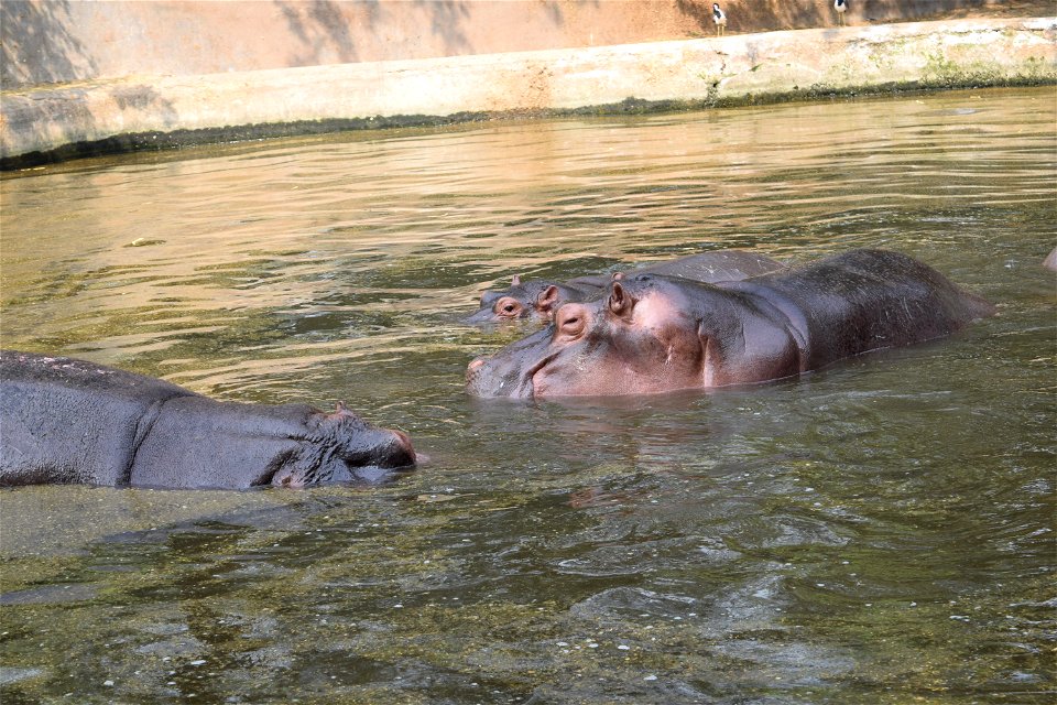 Hippopotamus amphibius