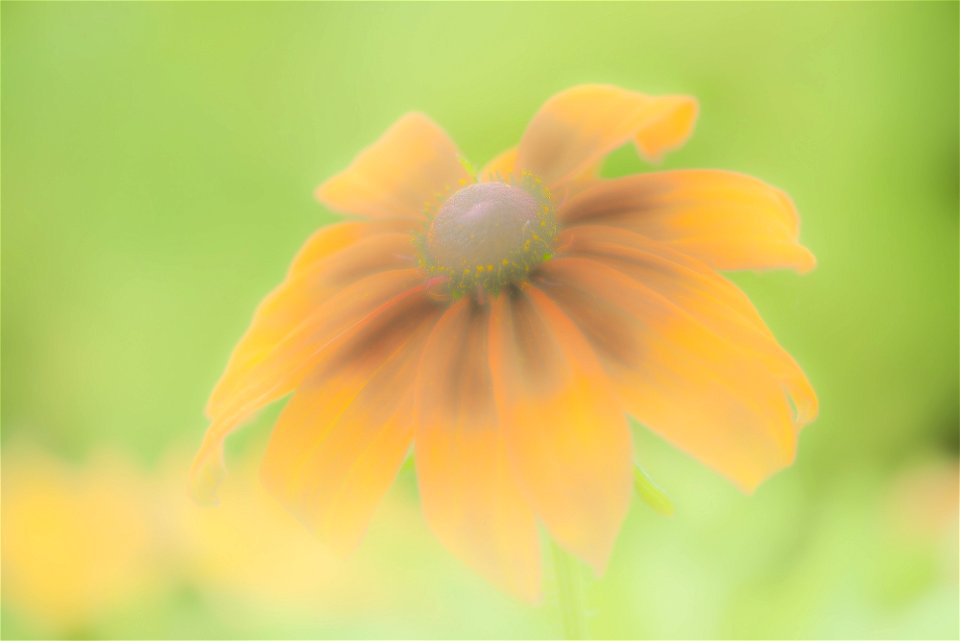 Stanley Park Flower edits from Vancouver Canada