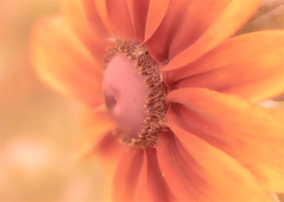 Stanley Park Flower edits from Vancouver Canada