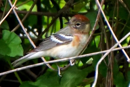 Bay-breasted Warbler | Female photo