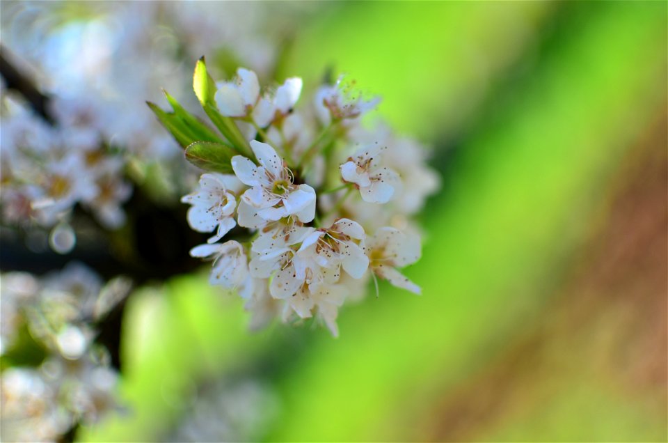 21st march ...Spring has arrived! Yesterday, indeed! photo