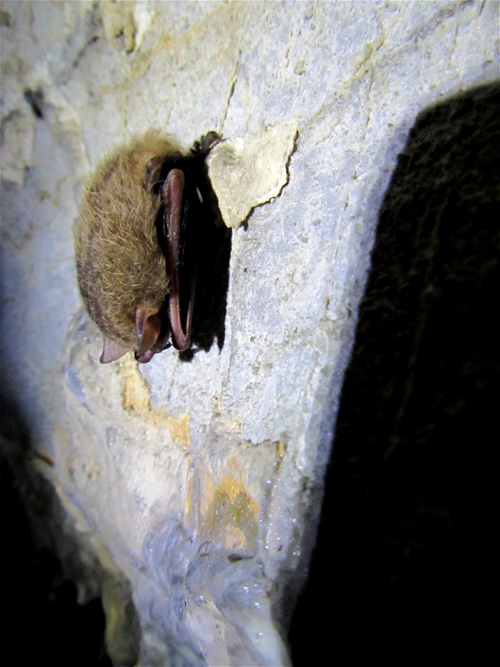 Tricolored bat (Perimyotis subflavus) resting on cave wall_2