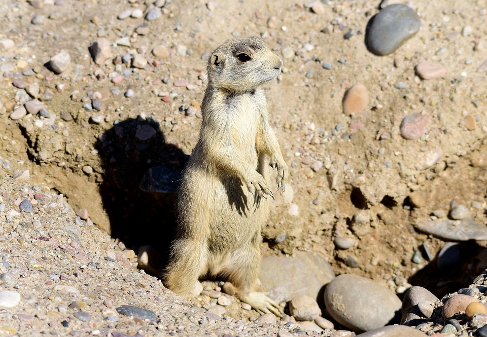 White-tailed prairie dog at Seedskadee National Wildlife Refuge