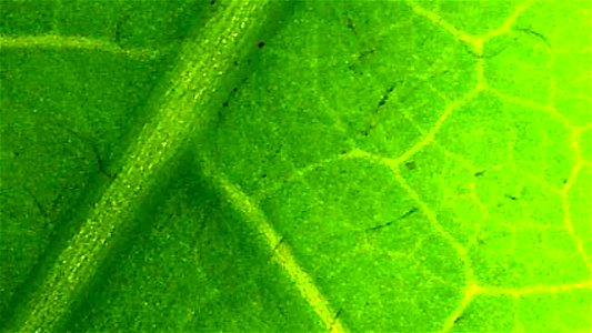 Dandelion leaf under backlit magnification