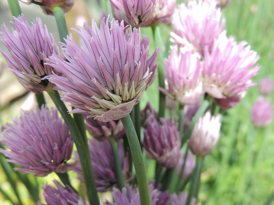Flower plant purple