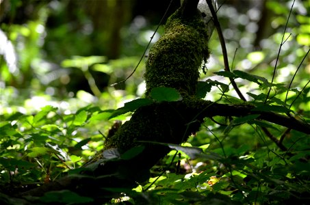 mossy tree
