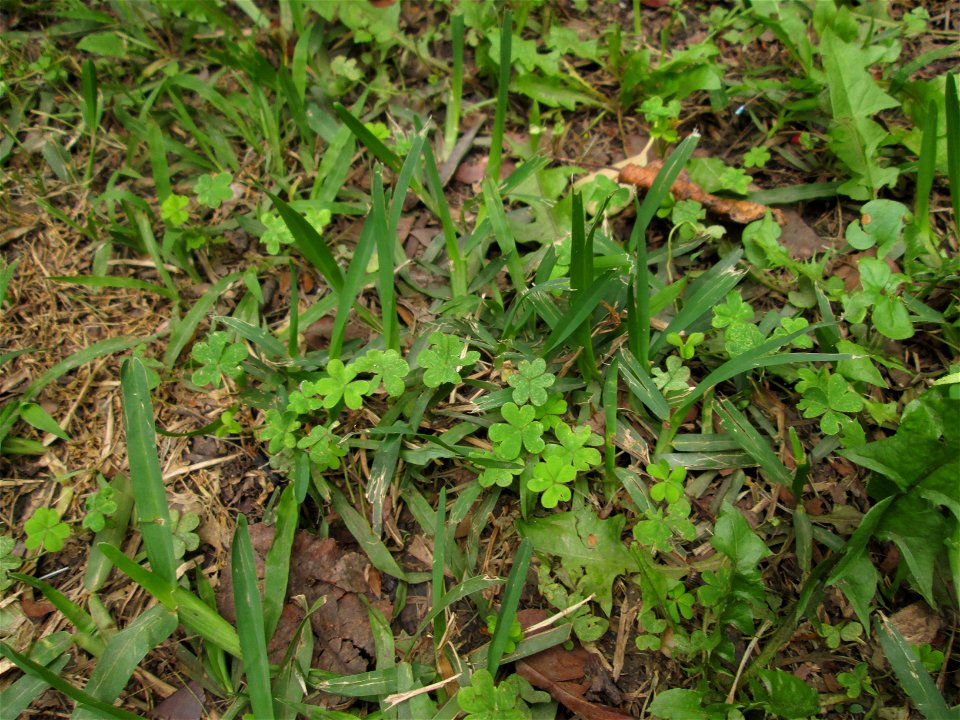 Clovers and grass