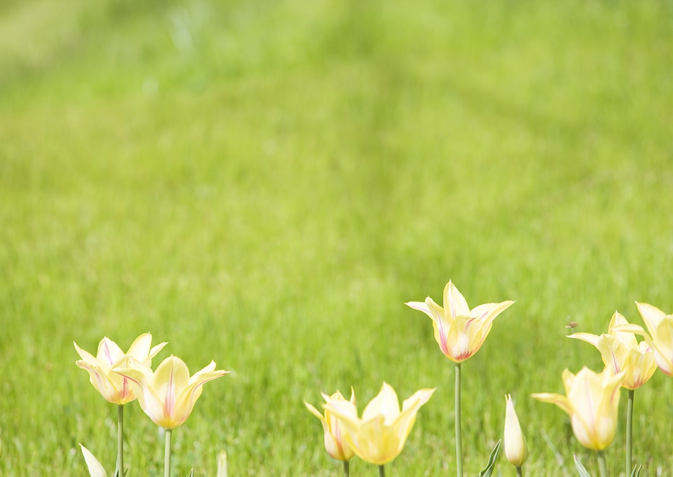 Close up image of yellow tulip in spring garden.