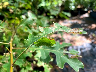 Polyphemus moth on Oak