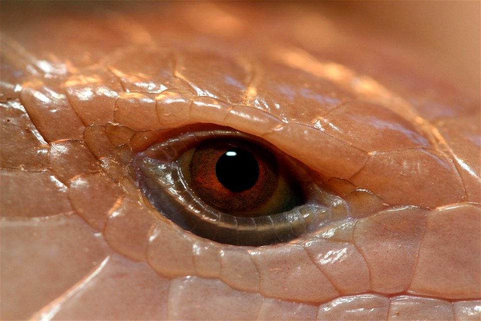 Blue Tongue Skink Eye
