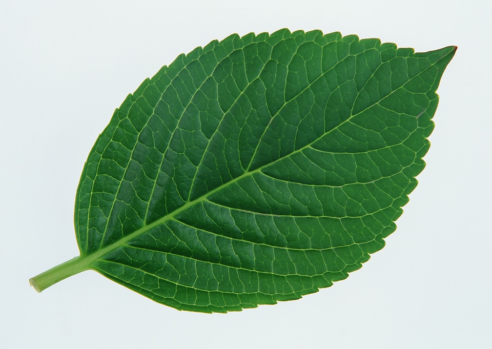 Sesame Leaf Isolated on White Background.
