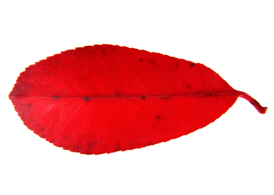 Red leaf isolated on a white background.