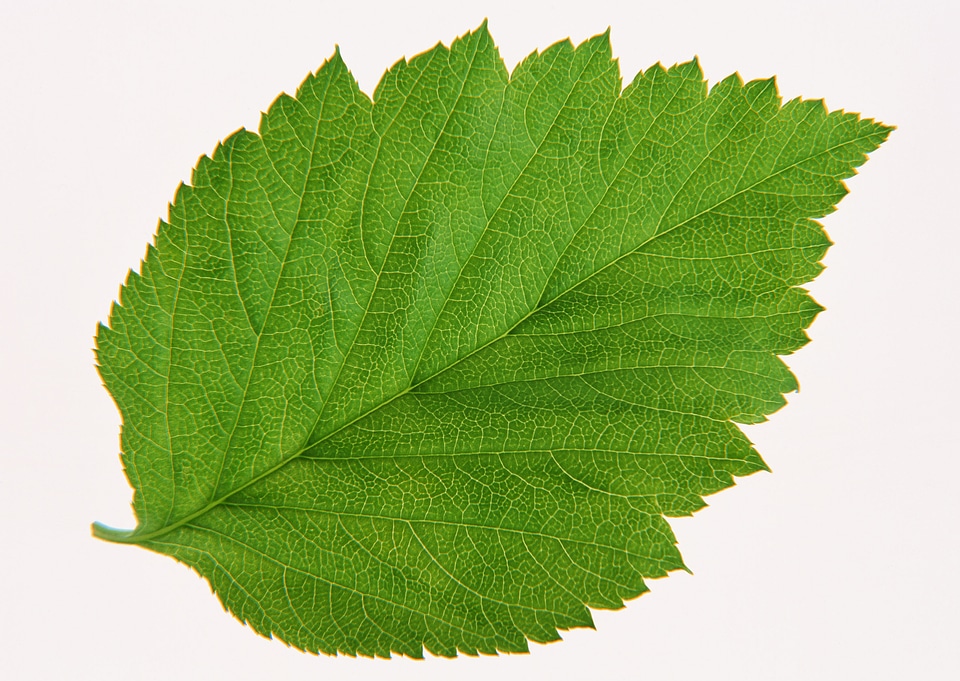 Green leaf of Hibiscus; closeup on white background