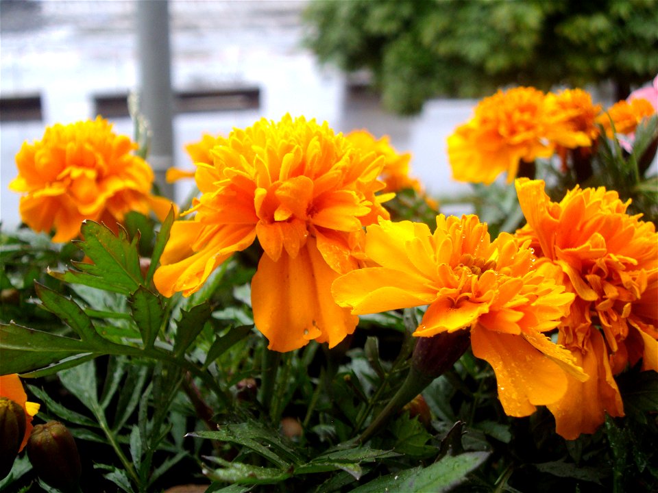 Marigolds in the background of the city.