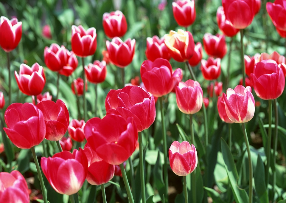 Red colorful tulips, tulips in spring