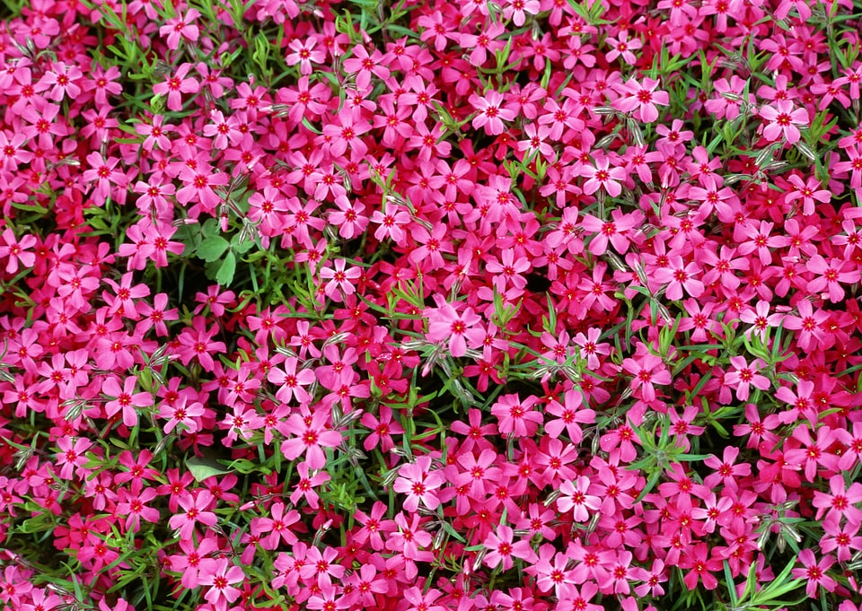 Small pink flowers