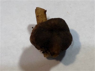 Nitrogen nodule on Lupine root