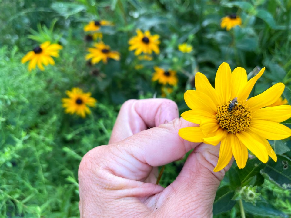 Heliopsis with Bee