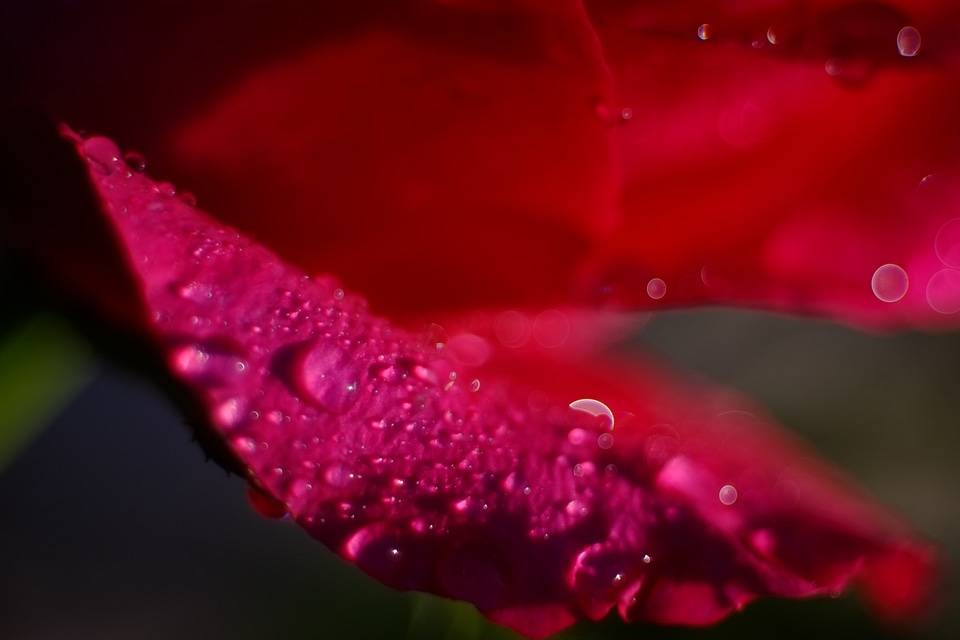 Pink rose closeup with water drops