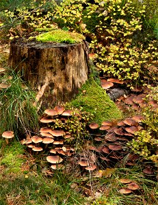 Mushrooms by a tree stump 5 photo