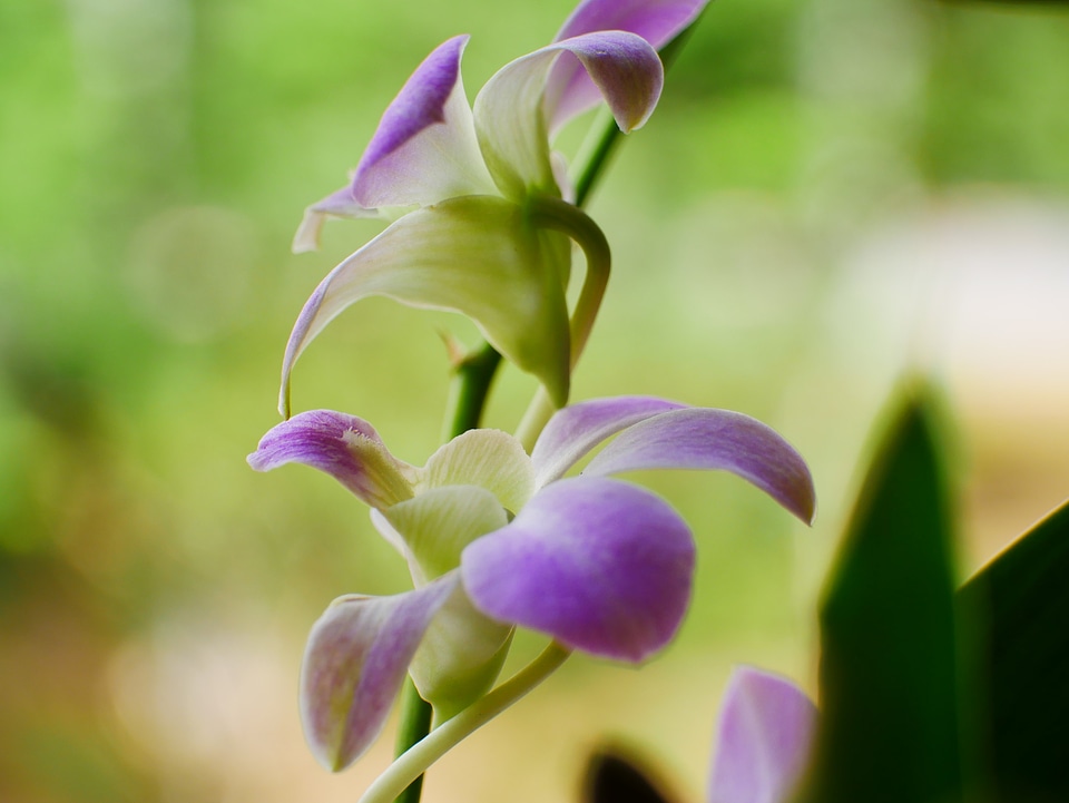 Purple orchid flower phalaenopsis photo