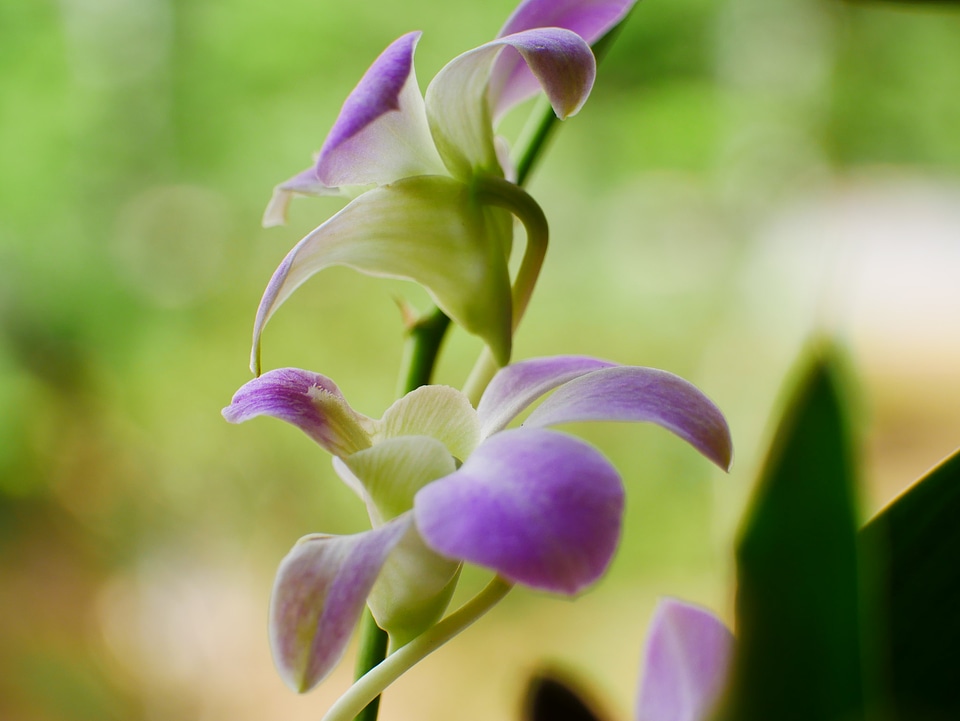 Purple orchid flower phalaenopsis