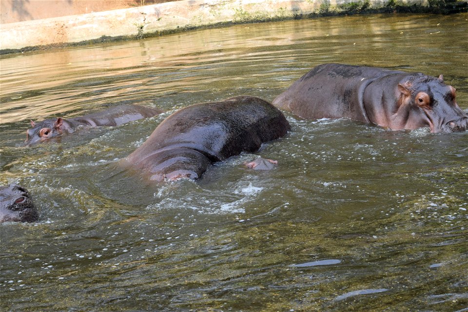 Hippopotamus amphibius