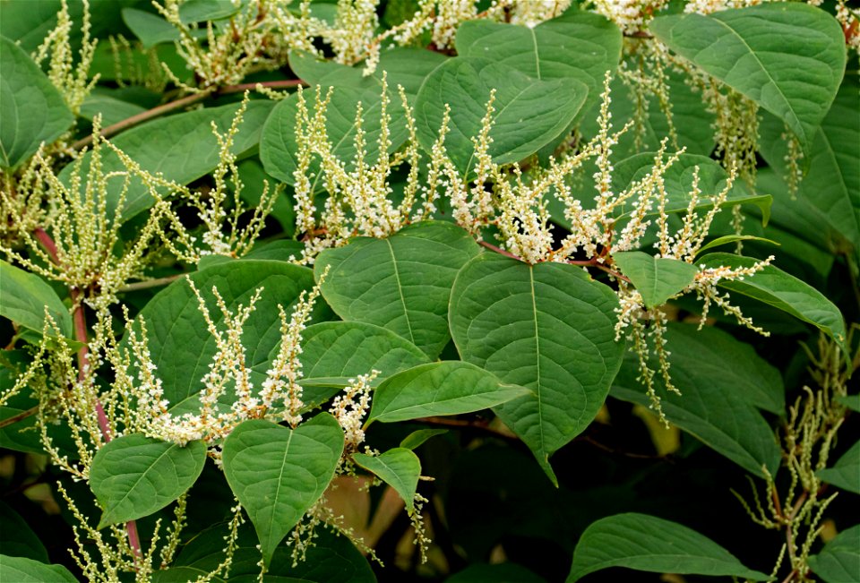 Reynoutria japonica in Brastad 7 photo