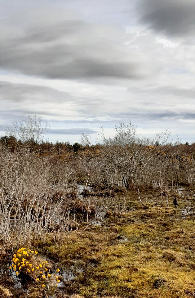 Culloden Moor Battlefield Inverness