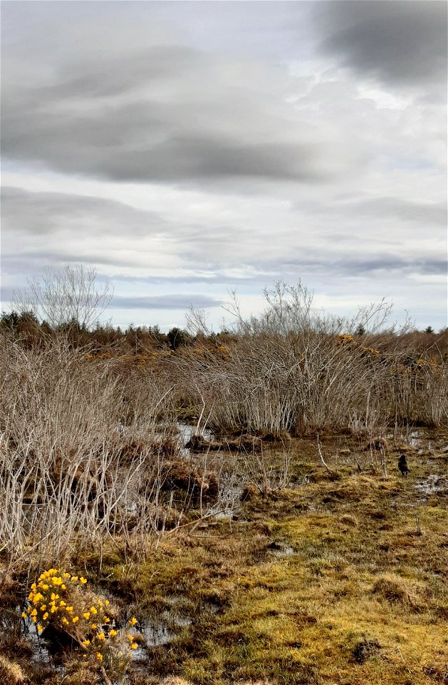 Culloden Moor Battlefield Inverness photo