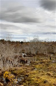 Culloden Moor Battlefield Inverness photo