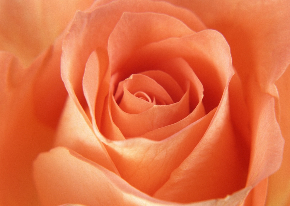 Close up of a yellow rose