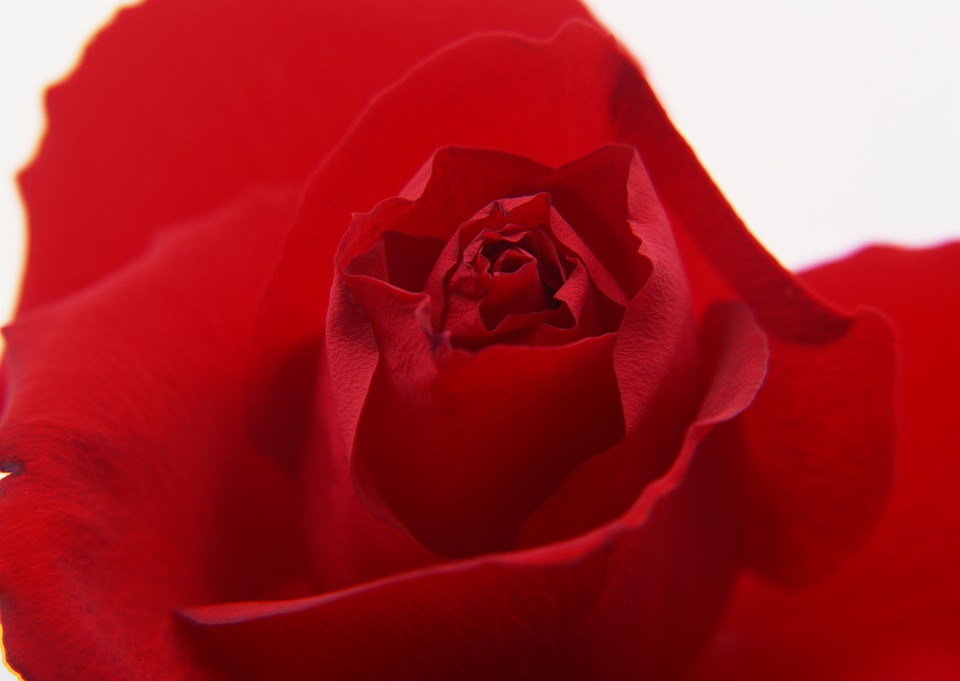 close-up of red rose