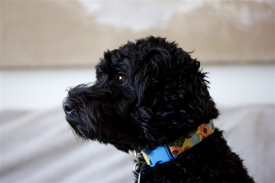 Schnoodle portrait