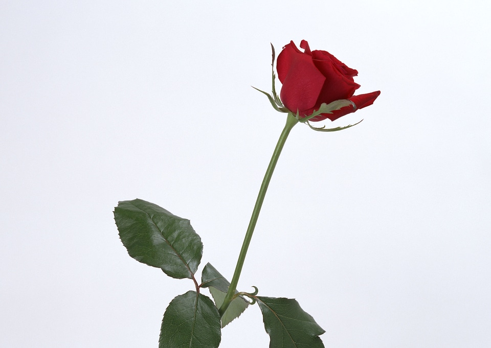 single scarlet rose