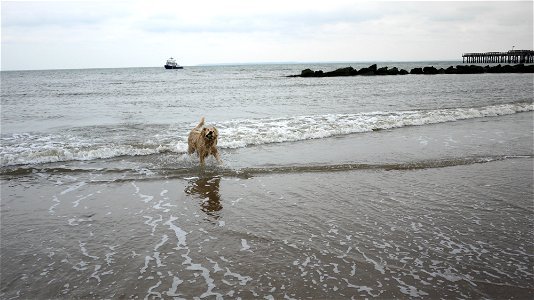 Coney Island Winter Dog photo