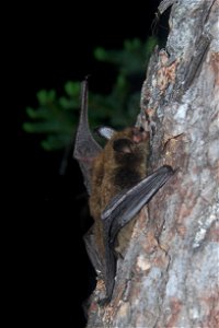 Northern long-eared bat female climbing tree - by Jordi Segers