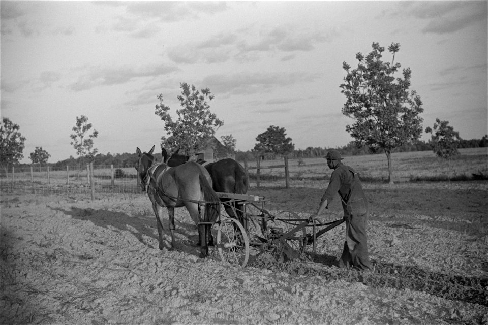 Team of mules and cultivator on one of project borrower's farms. Flint River Farms, Georgia