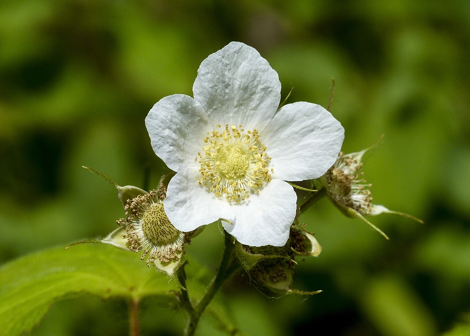 Wild fruit berries flower