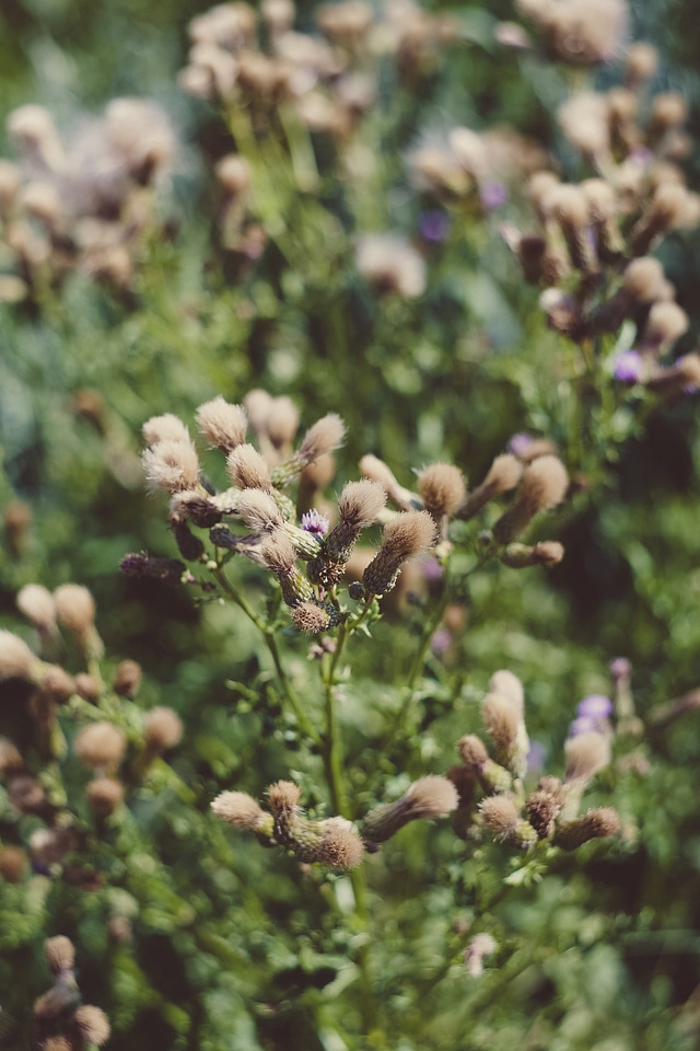 Wilderness Plant Flora and Fauna