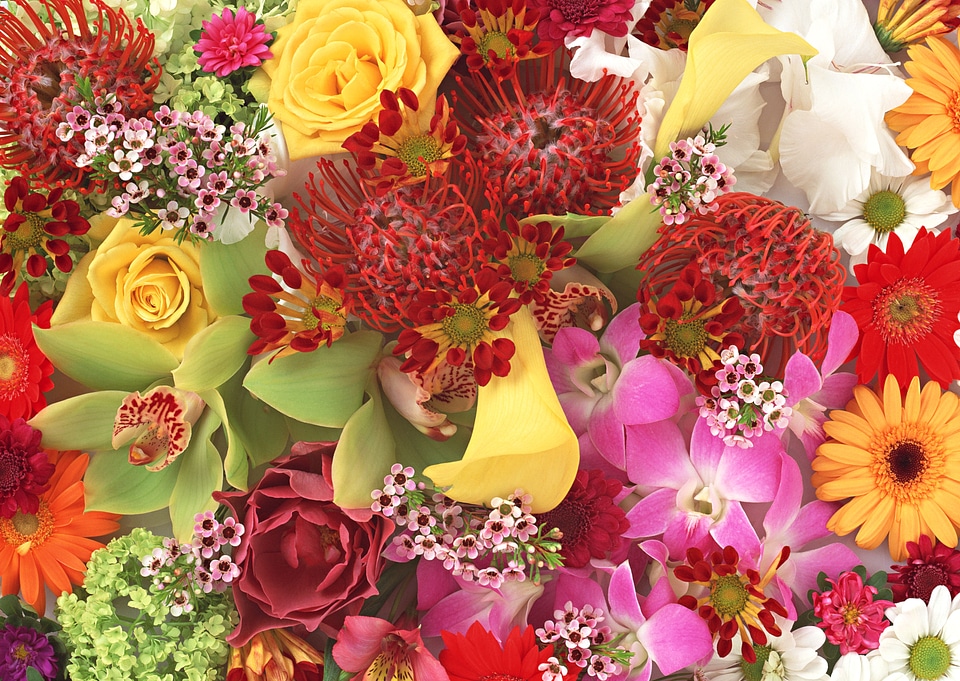 Bright and beautiful colors flowers.
