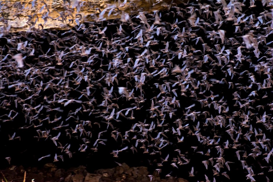 Bracken Cave - by Jordi Segers